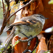 White-throated Tyrannulet